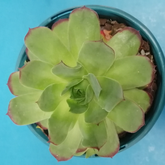 Plant image Sempervivum Tectorum Jade