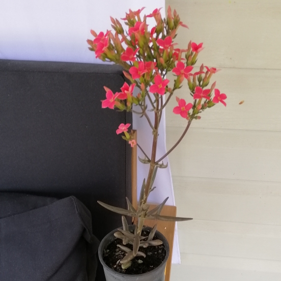 Plant image Kalanchoe x kewensis