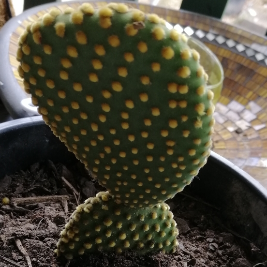 Plant image Opuntia microdasys rufida