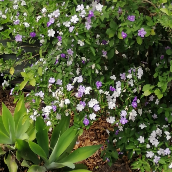 Plant image Brunfelsia pauciflora syn. Brunfelsia calycina