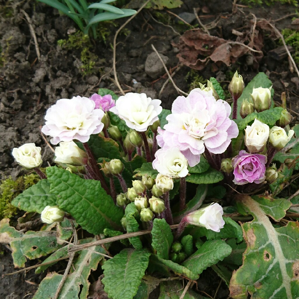 Plant image Primula belarina 'Pink Ice'