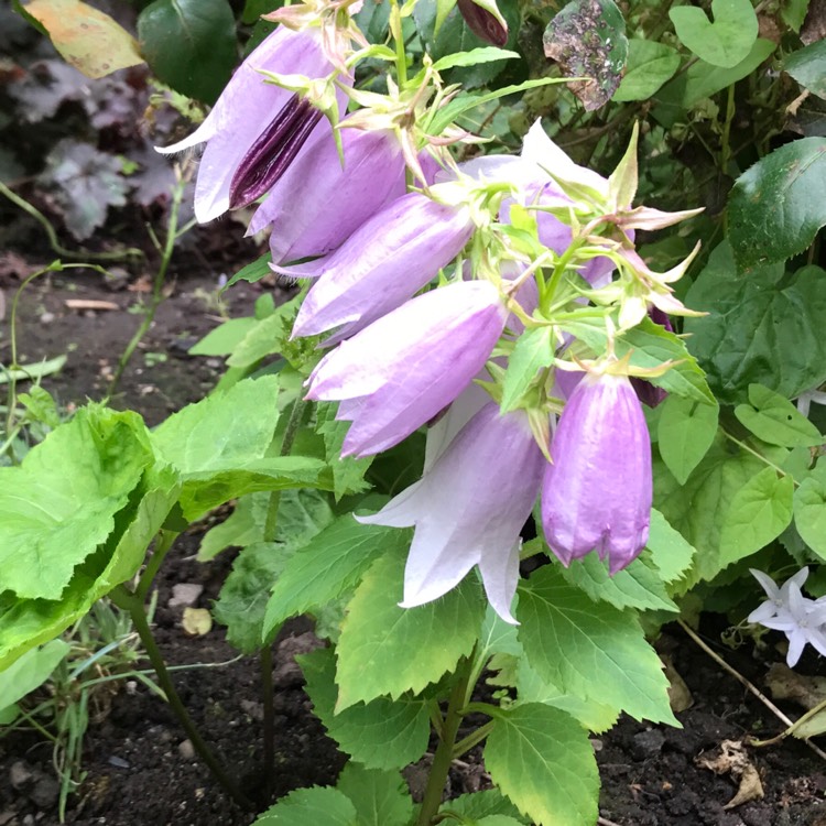 Plant image Campanula 'Iridescent Bells'