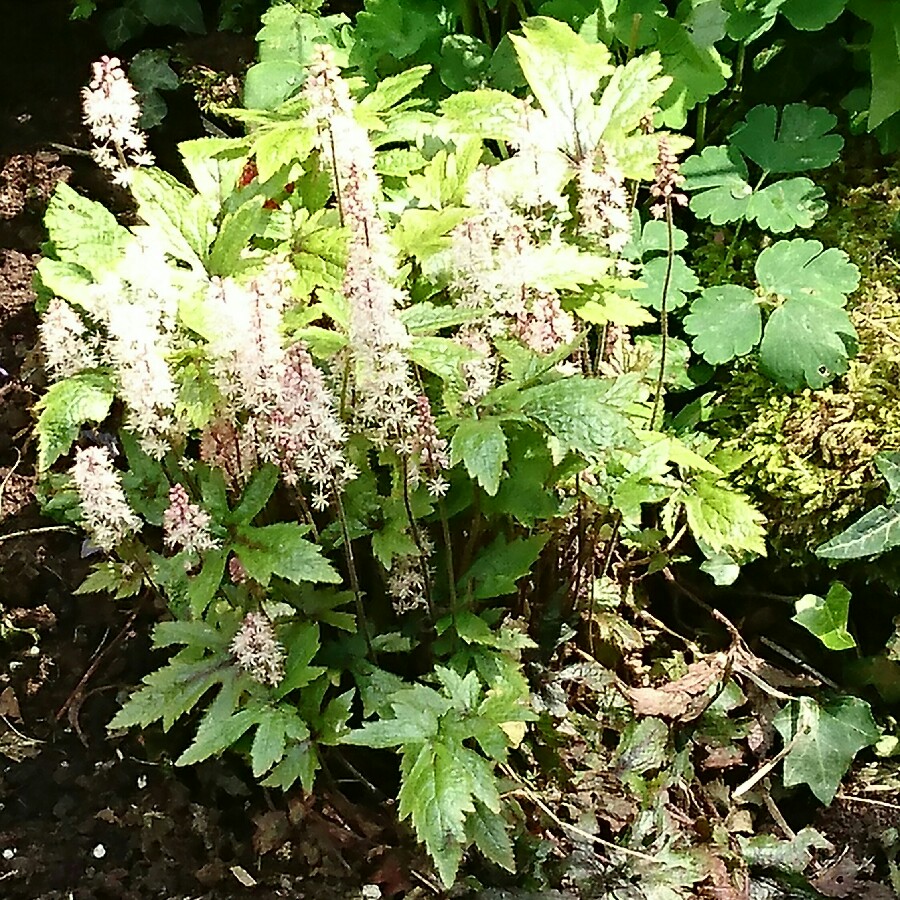 Plant image Tiarella cordifolia