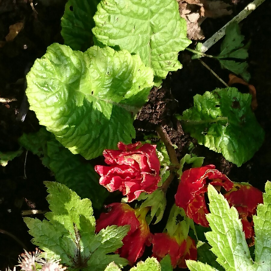 Plant image Primula 'Romance'