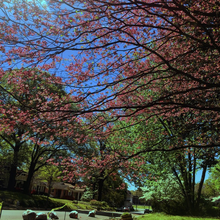 Plant image Cornus florida f. rubra