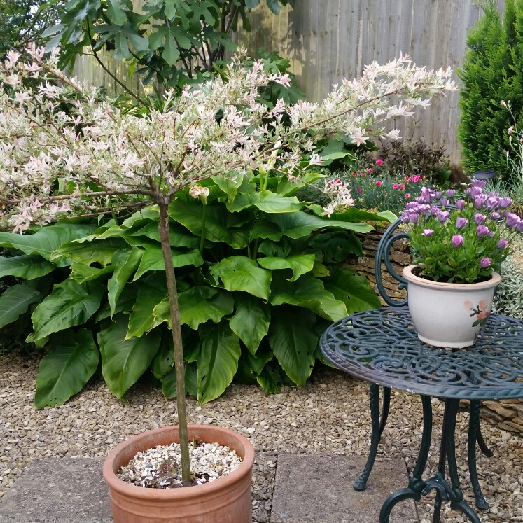 Plantain Lily 'Golden Tiara'