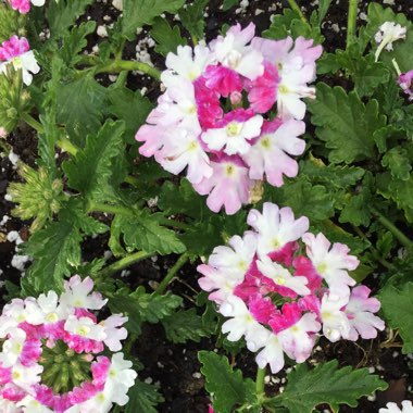 Verbena (Bedding)