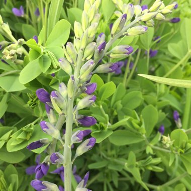 Blue False Indigo