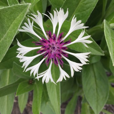 Perennial Cornflower 'Amethyst on Ice'