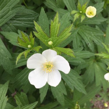 Wood anemone