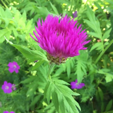 Perennial Cornflower