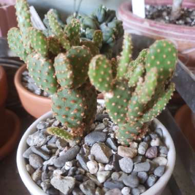 Opuntia microdasys rufida