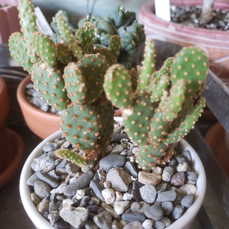 Plant image Opuntia microdasys rufida