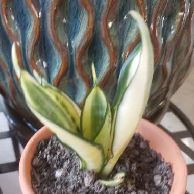 Sansevieria trifasciata 'Golden Hahnii'