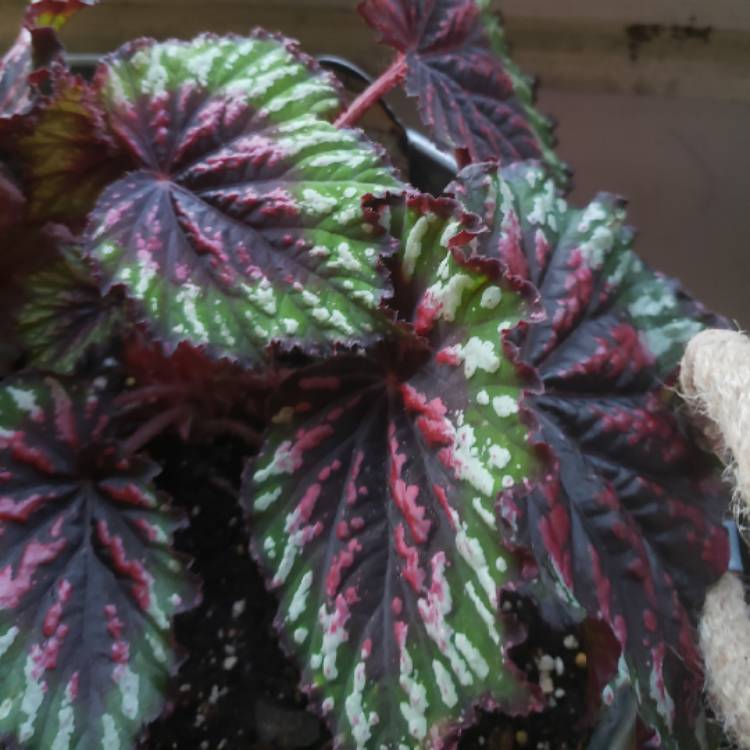 Plant image Begonia (Rex Cultorum Group) 'Painters Palette' (T Rex Series) syn. Begonia rex 'Painters Palette'