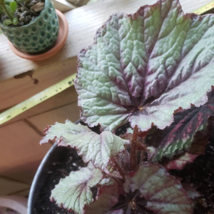 Plant image Begonia (Rex Cultorum Group) 'Ruby Slippers' syn. Begonia rex 'Ruby Slippers'