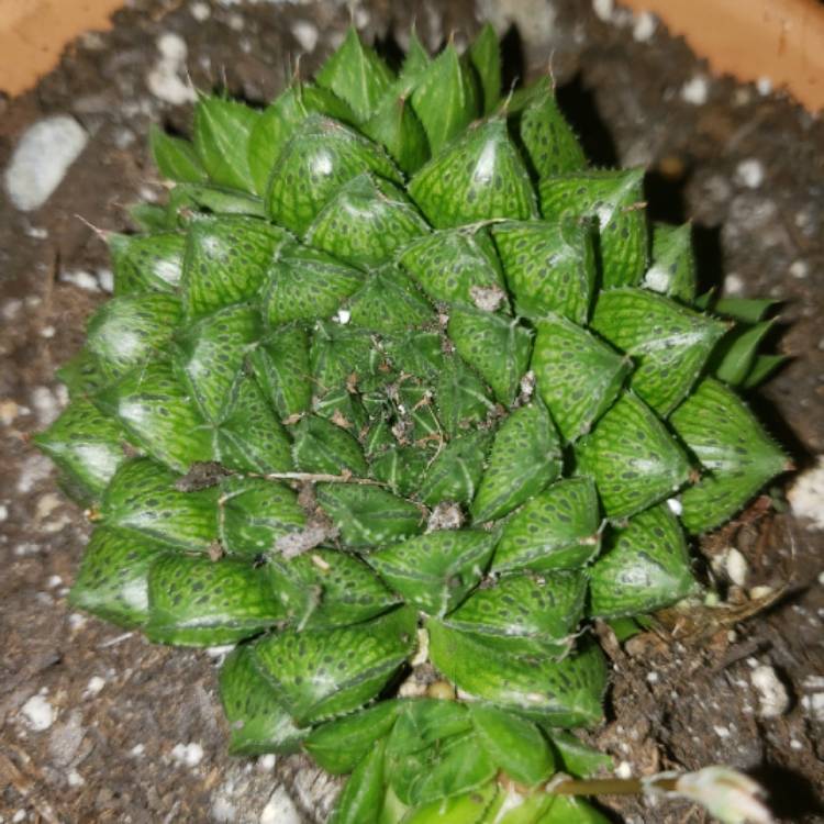 Plant image Haworthia marumiana var batesiana