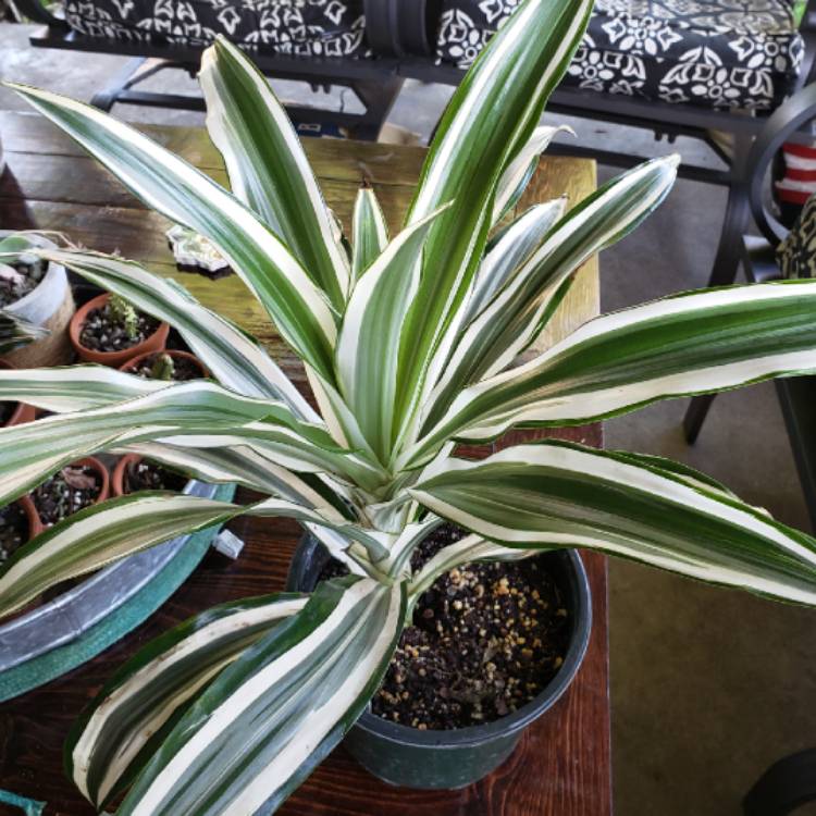 Plant image Dracaena deremensis 'Warneckii'