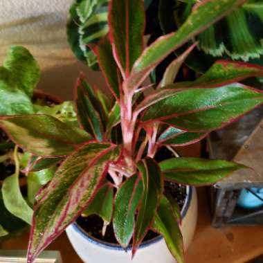 Aglaonema 'Siam'