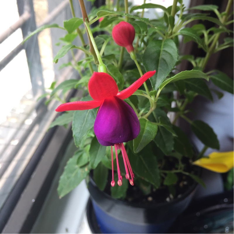 Plant image Fuchsia 'Blue Eyes'