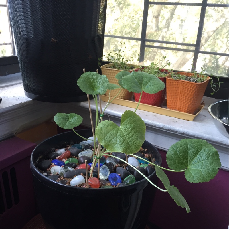 Plant image Alcea rosea 'Nigra'