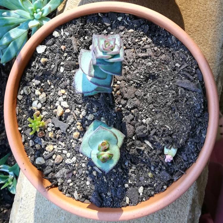 Plant image Crassula Perforata 'Giant Box'