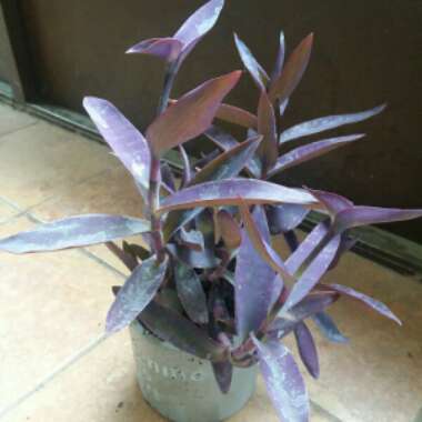 Tradescantia pallida 'Purpurea' syn. Tradescantia pallida 'Purple Heart'