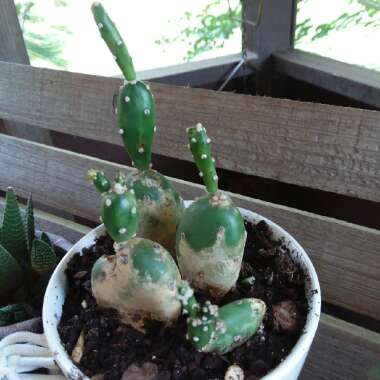 Opuntia Quimilo