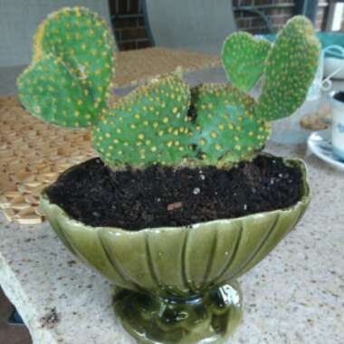 Opuntia Microdasys Montrose 