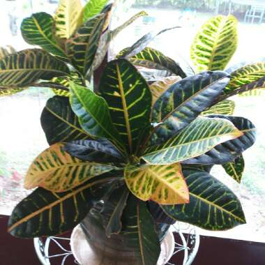 Codiaeum variegatum 'Petra'