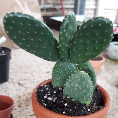 Opuntia ellisiana