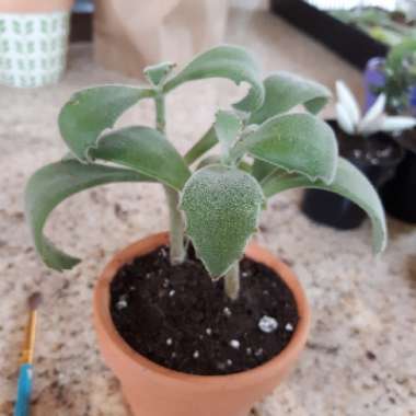 Kalanchoe Beharti