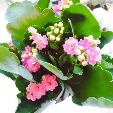 Kalanchoe blossfeldiana Pink Queen