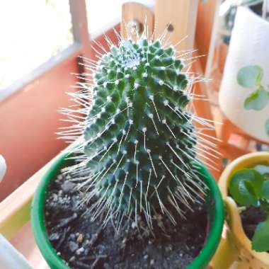 Mammillaria spinosissima 'Un Pico'