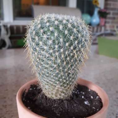 Mammillaria muehlenpfordtii syn. Mammillaria neopotosina, Mammillaria celsiana