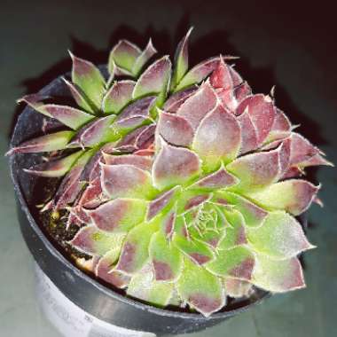 Sempervivum