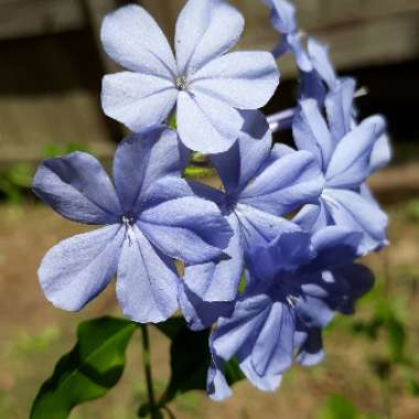 Plumbago auriculata  syn. Plumbago capensis