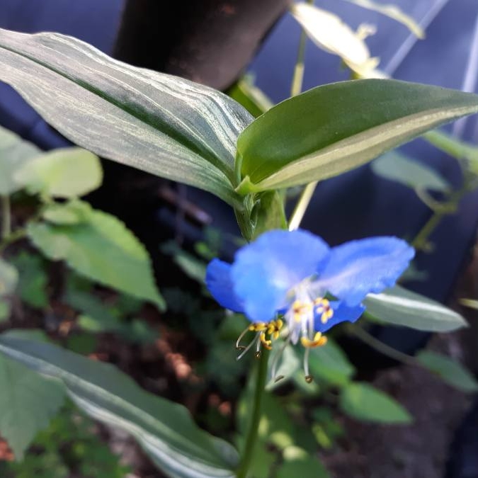 Plant image Commelina Communis