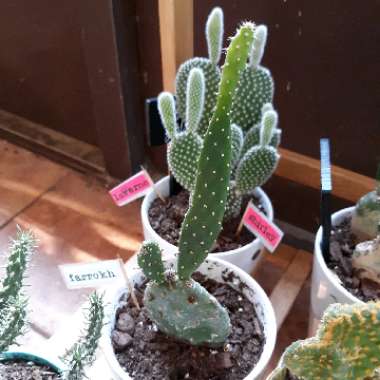 Opuntia quitensis 'Johnson's Hybrid'