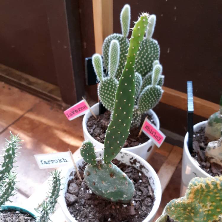 Plant image Opuntia quitensis 'Johnson's Hybrid'