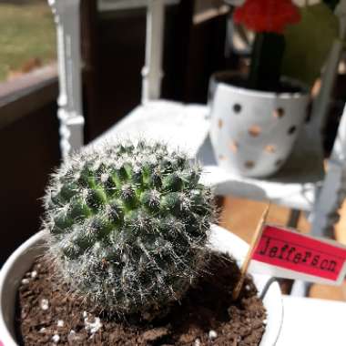 Mammillaria hahniana