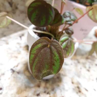 Peperomia 'Peppermill'