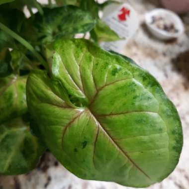 Syngonium podophyllum 'Pink Allusion'