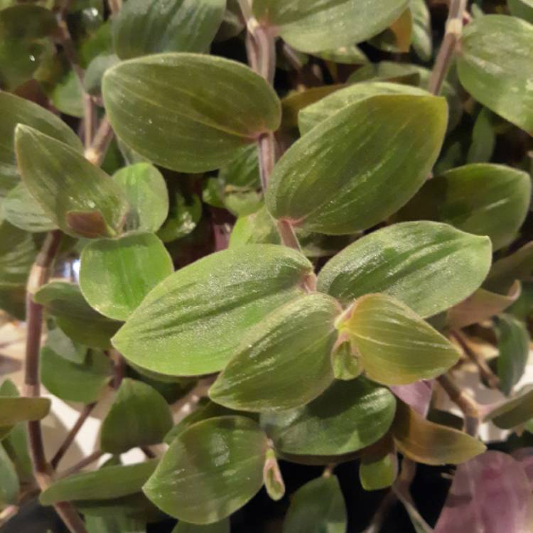 Tradescantia 'Baby Bunny Bellies', Speedy Jenny 'Baby Bunny Bellies ...