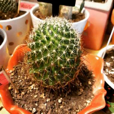 Mammillaria rhodantha