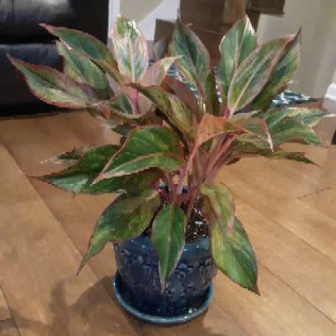 Aglaonema 'Siam'