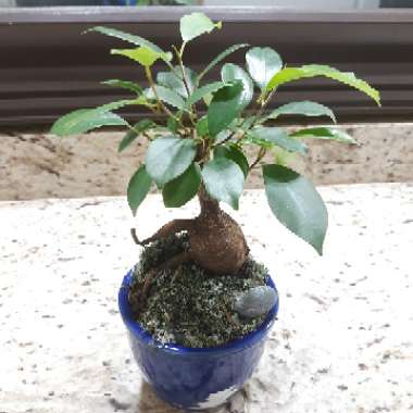 Ficus microcarpa (Bonsai)