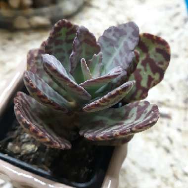 Kalanchoe Humilis