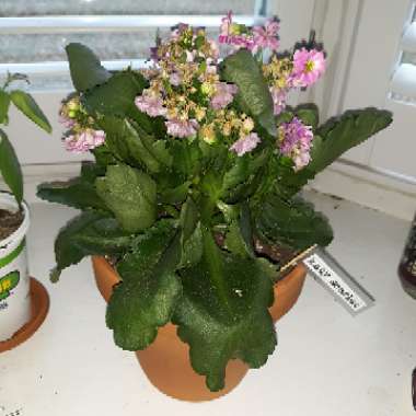 Kalanchoe blossfeldiana Pink Queen