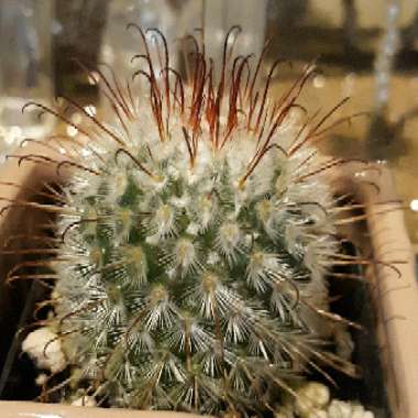 Mammillaria bombycina